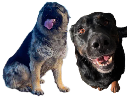 Association Woof'in - Cagnotte Rada et Jypso