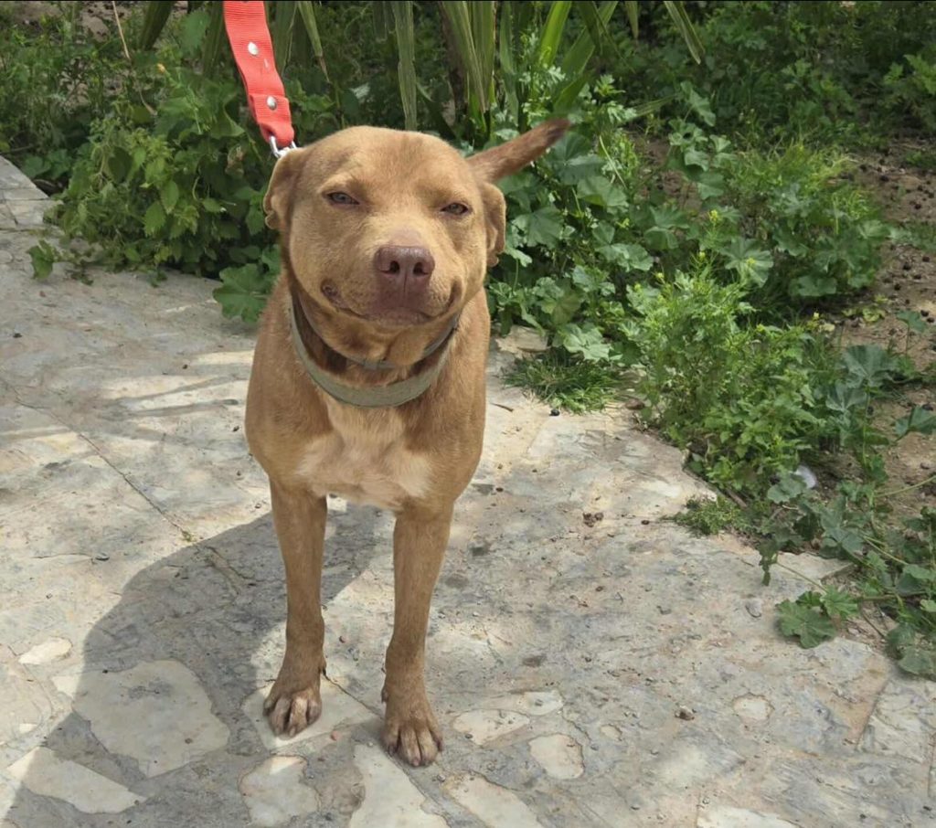 Association Woof'in - Un chien, de race Staffy, en promenade